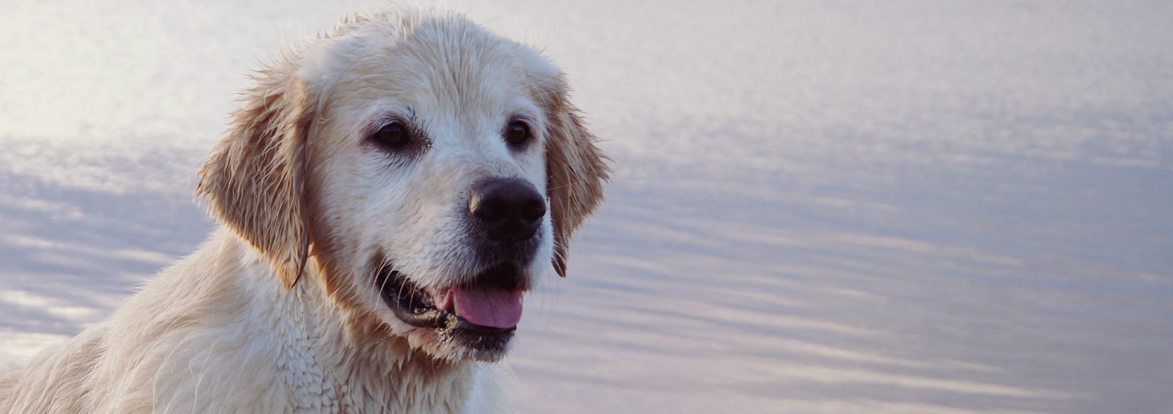 Kennel Storytale Golden Retriever, Golden retriever Hvalpe til salg, Sjælland, Roskilde