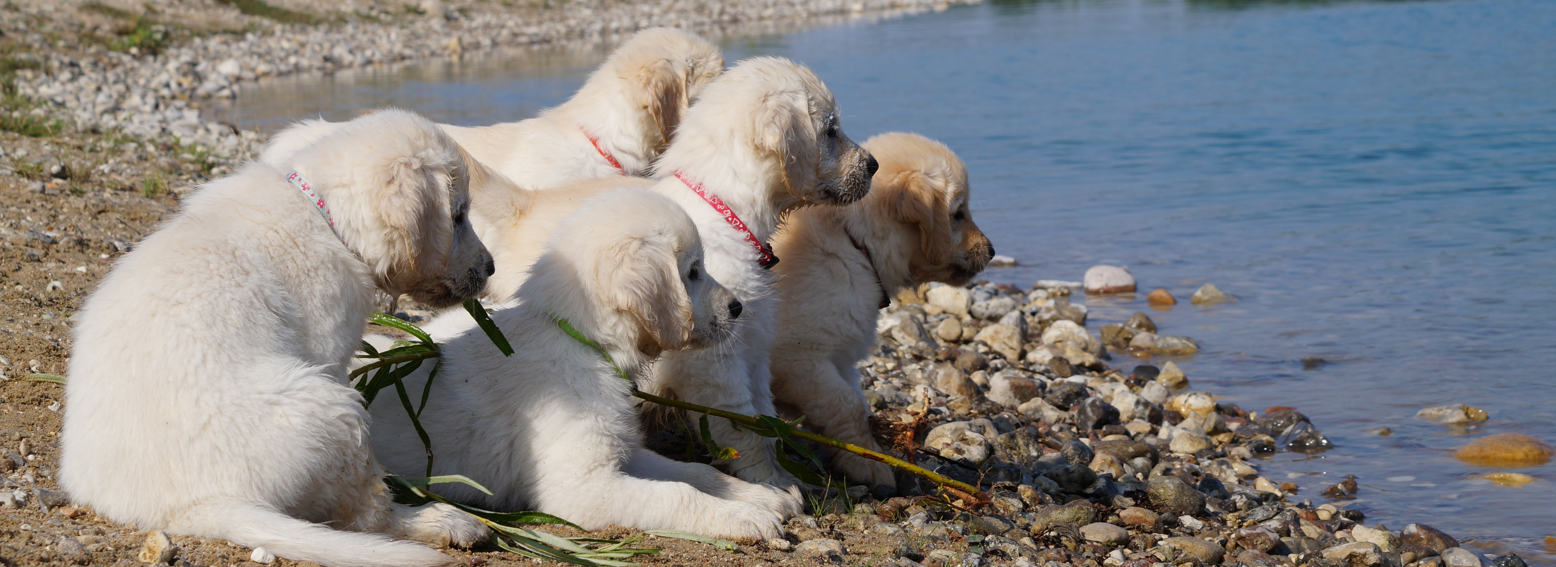 Kennel Storytale Golden Retriever, Golden retriever Hvalpe til salg, Sjælland, Roskilde