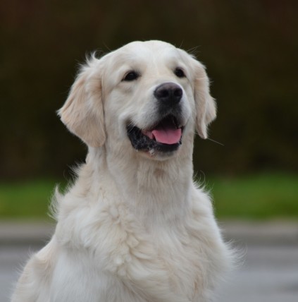 Enzo, John Downie de Ria Vela, Golden Retriever