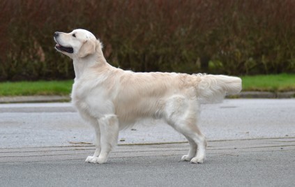 Enzo, John downie de ria vela, Golden Retriever, hanhund