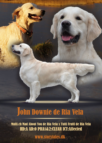 Enzo, john downie de ria vela, Golden Retriever, Ichthyosis, ICT, FRI, Clear, hanhund