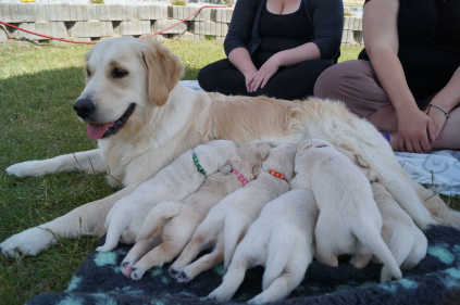 Golden retriever hvalpe