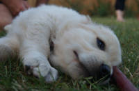 Golden retriever hvalpe