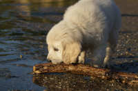 Golden retriever hvalpe