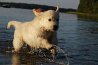 Golden retriever hvalpe