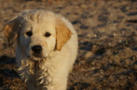 Golden retriever hvalpe