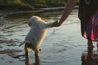 Golden retriever hvalpe