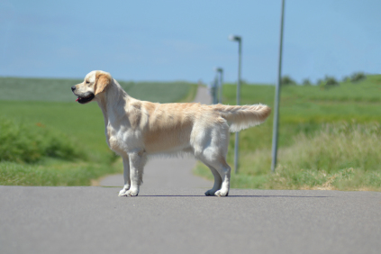 huxie, goldzone stop and stare if you dare, Golden Retriever, hanhund