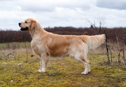 huxie, goldzone stop and stare if you dare, Golden Retriever, hanhund