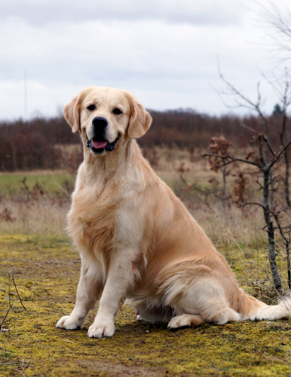 Huxie, goldzone stop and stare if you dare, Golden Retriever