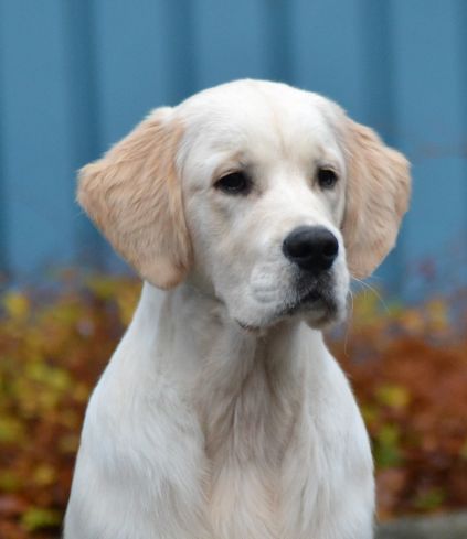 Huxie, goldzone stop and stare if you dare, Golden Retriever