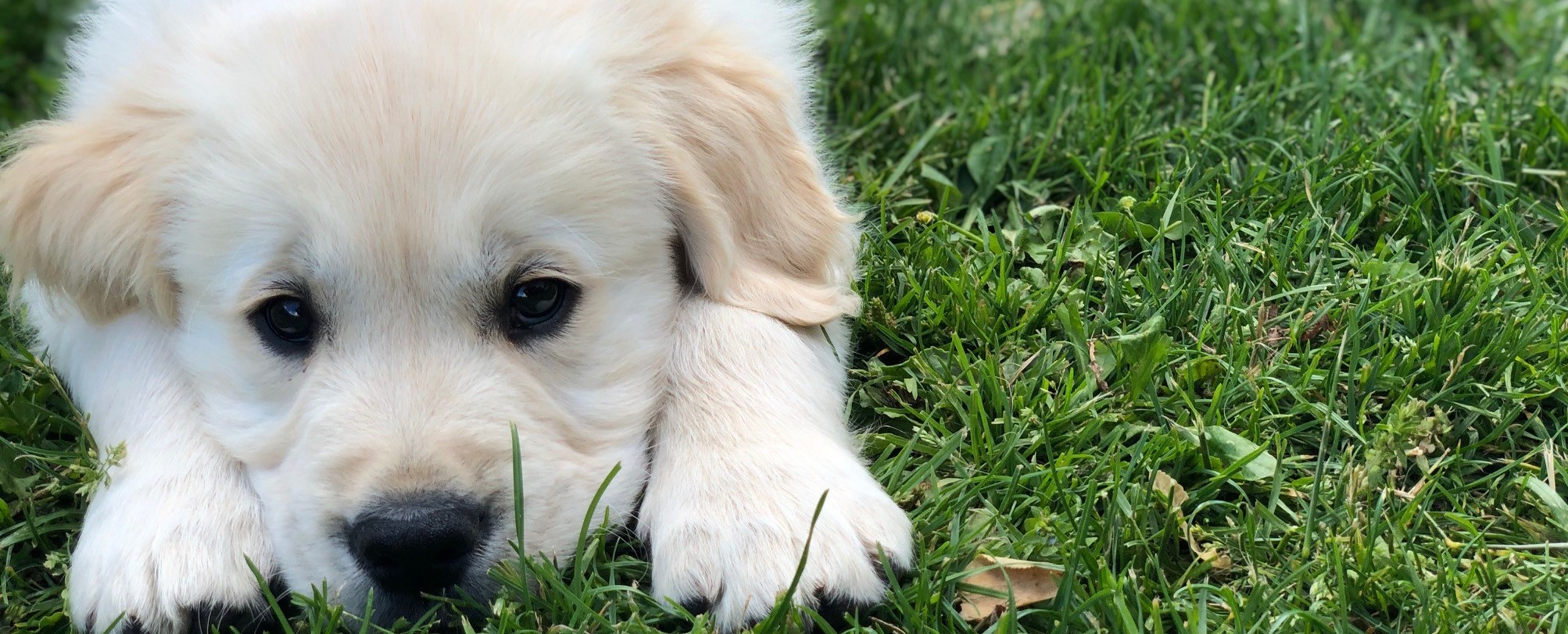 Huxie, goldzone stop and stare if you dare, Golden Retriever