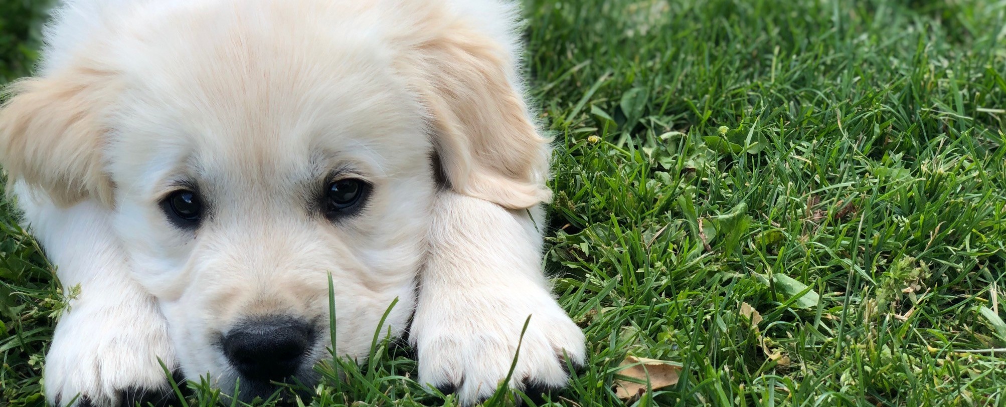 Huxie, goldzone stop and stare if you dare, Golden Retriever