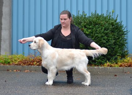 huxie, goldzone stop and stare if you dare, Golden Retriever, hanhund