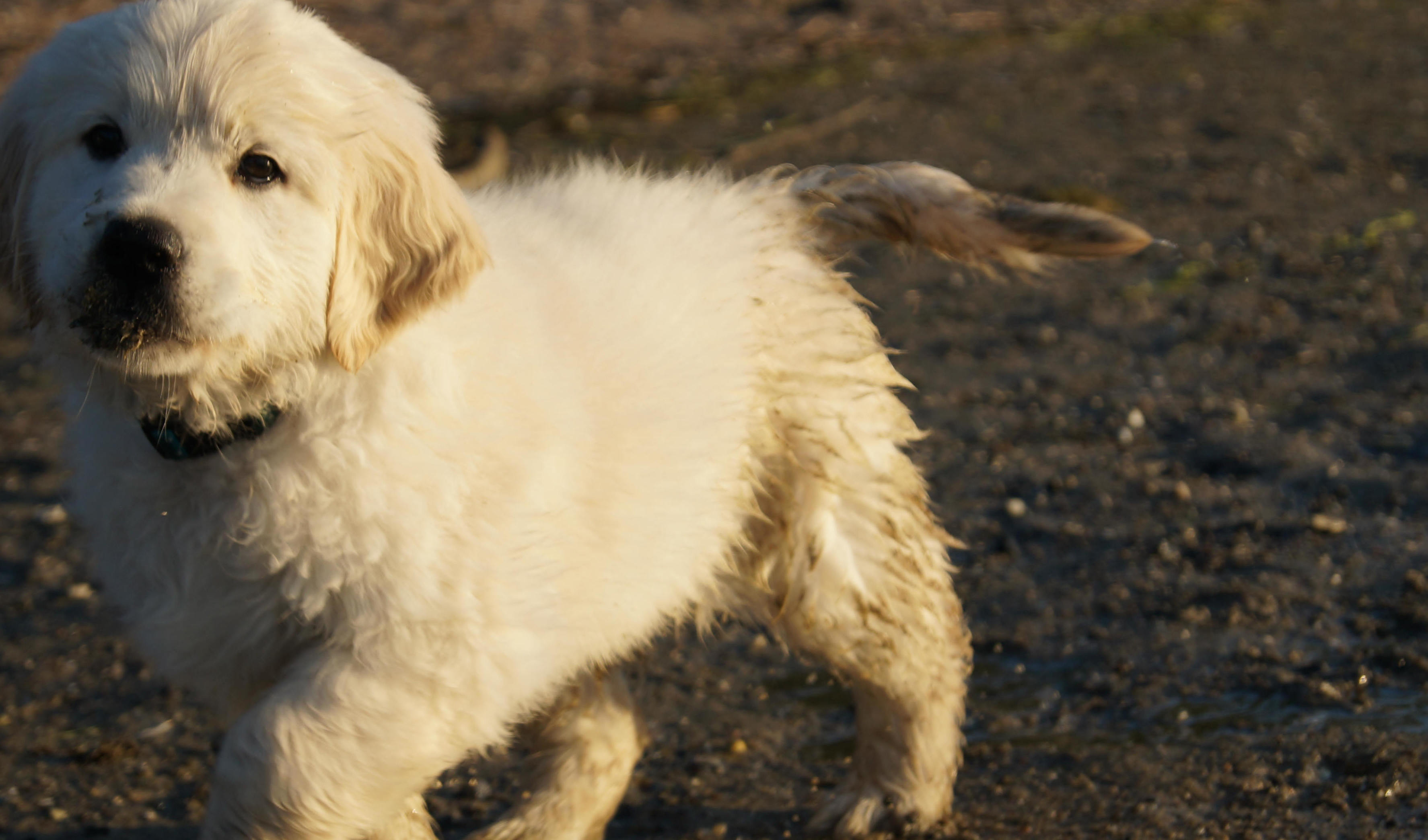 Kennel Storytale Golden Retriever, Golden retriever Hvalpe til salg, Sjælland, Roskilde