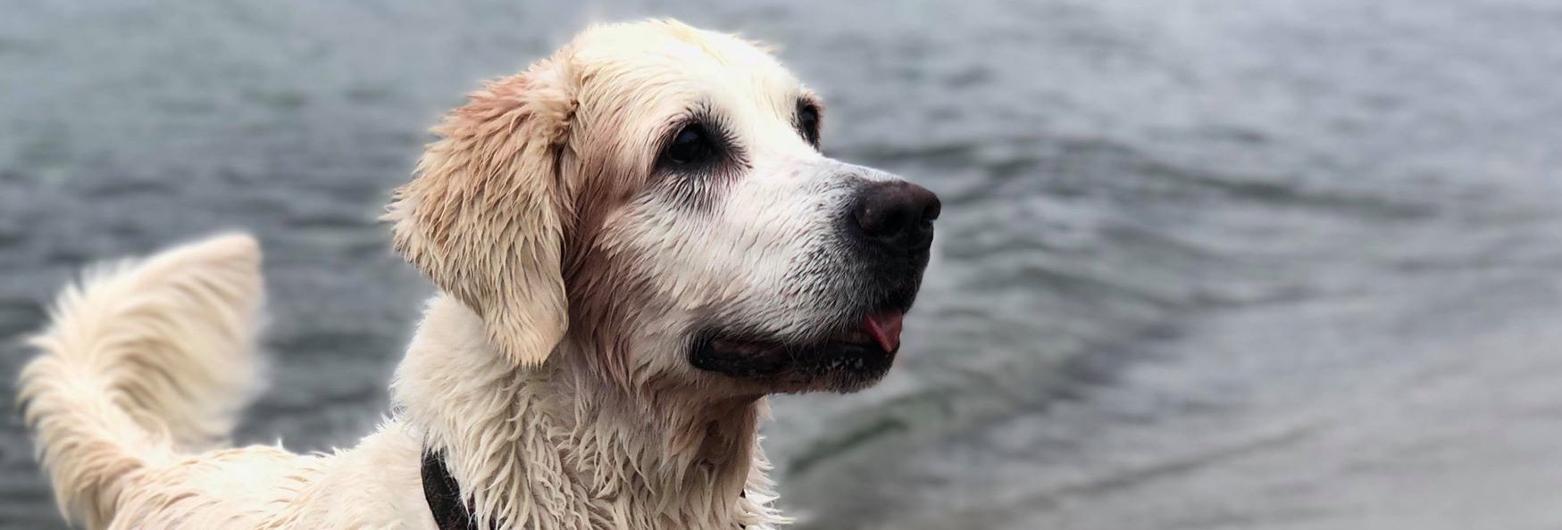Golden Retriever - "Ida" Dewmist Kimberley