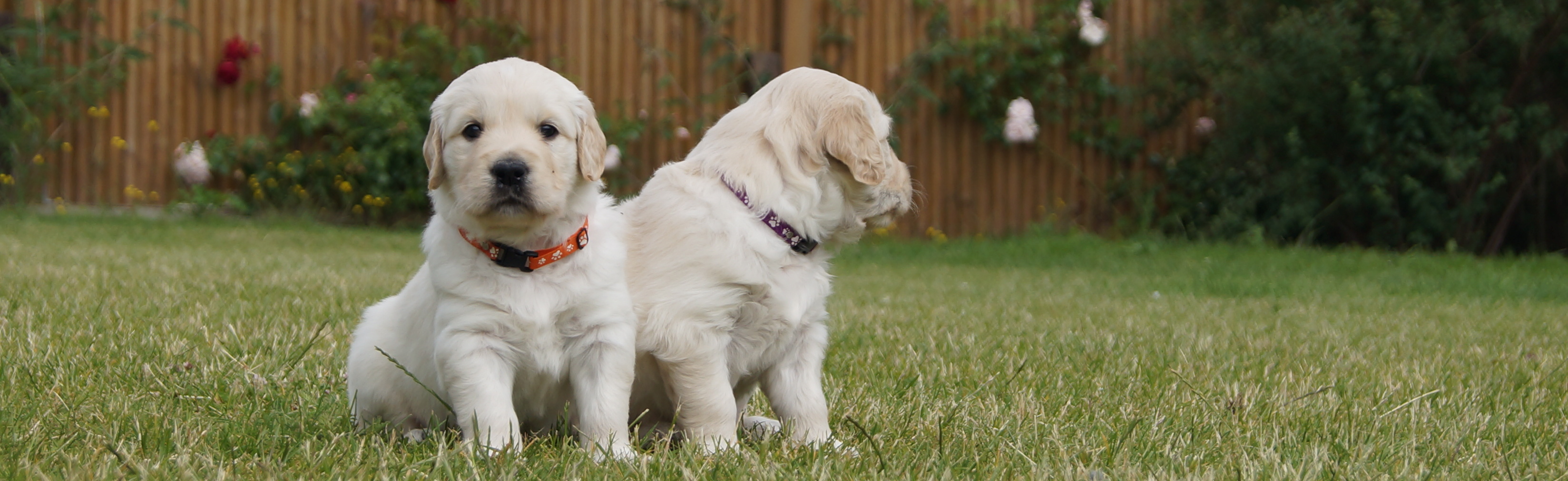 Kennel Storytale Golden Retriever, Golden retriever Hvalpe til salg, Sjælland, Roskilde