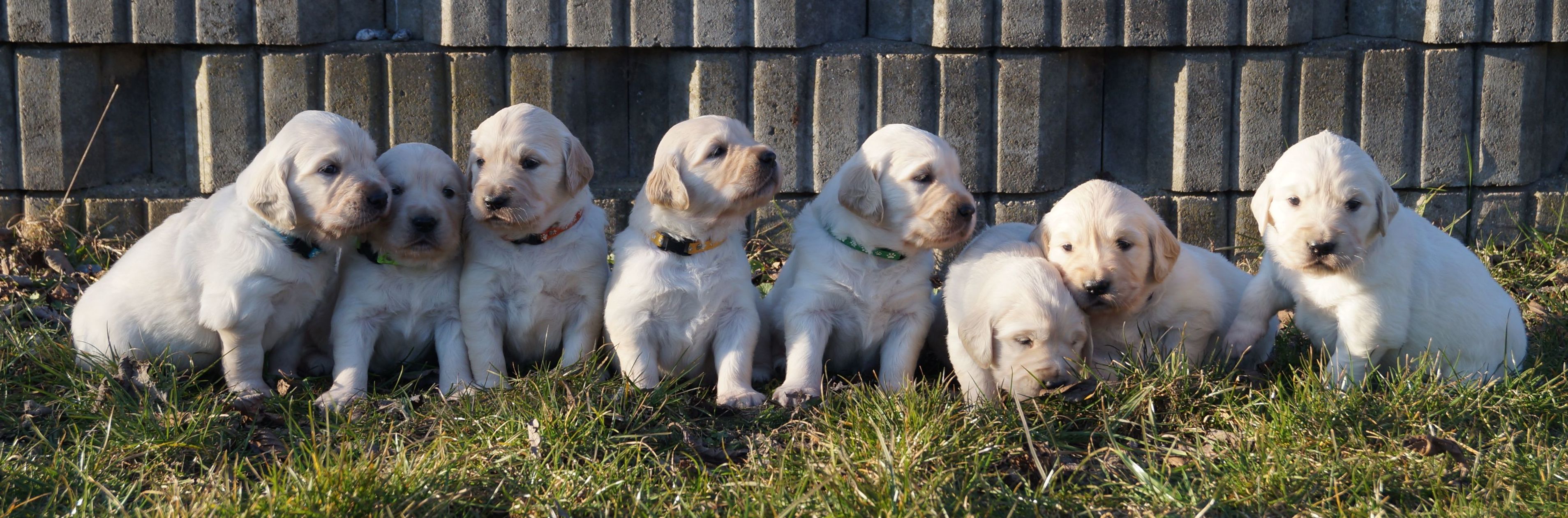 Kennel Storytale Golden Retriever, Golden retriever Hvalpe til salg, Sjælland, Roskilde