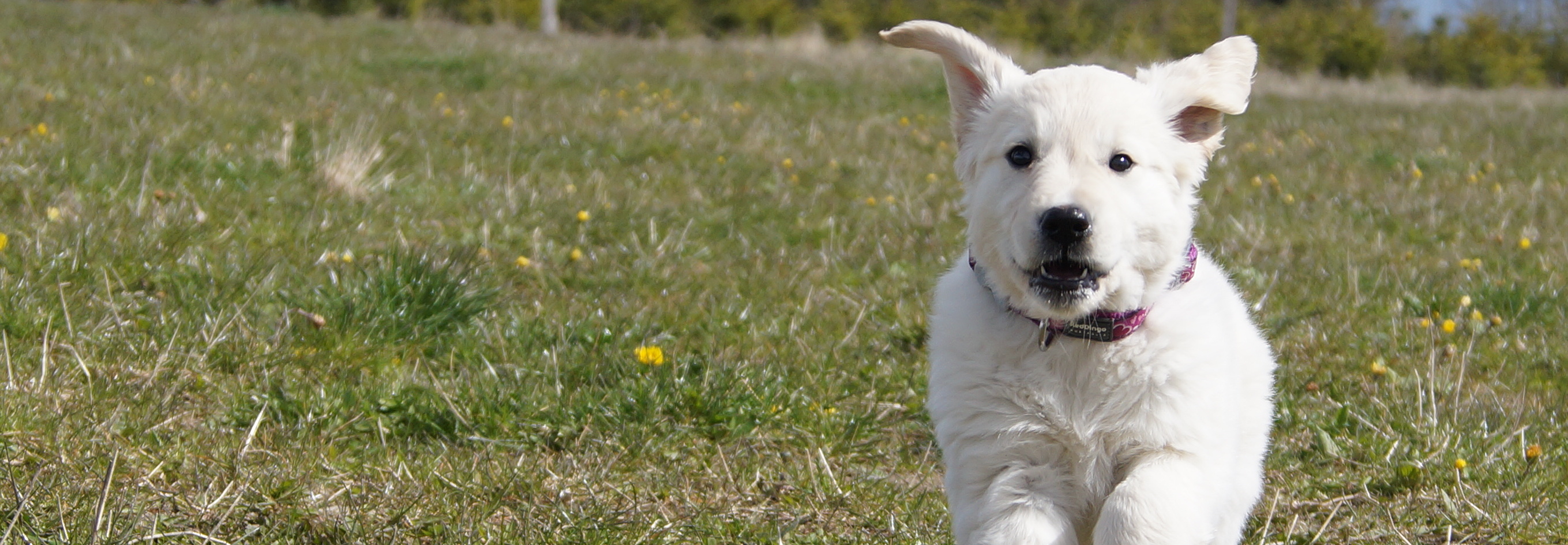 Golden Retriever hvalpe