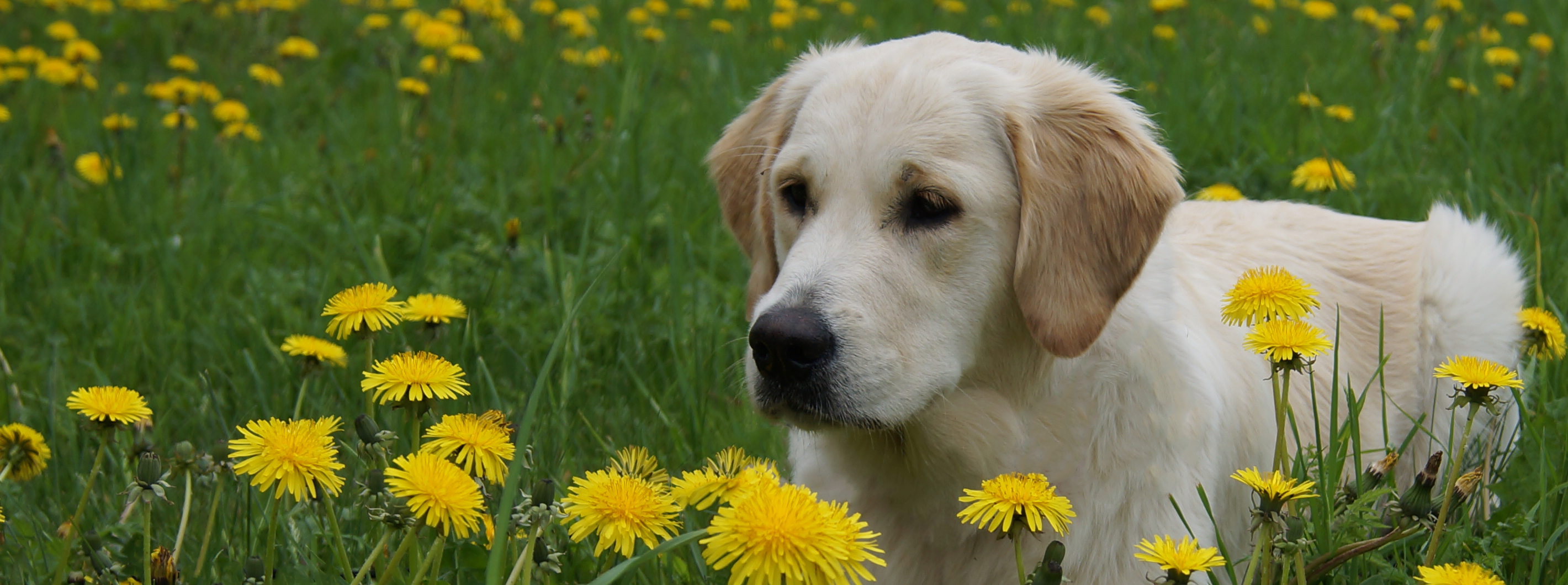 Golden Retriever hvalp - "Nala" Höhrmann's Charmed By Miss Nala