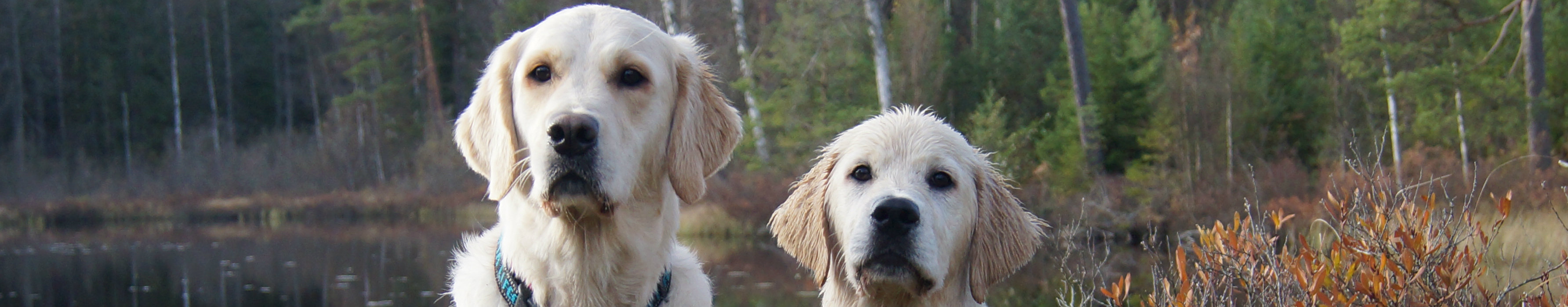 Golden Retriever hvalp