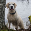 golden retriever, dewmist kimberley, kennel storytale