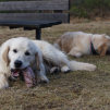 Barf, golden retriever, balou, kennel storytale