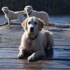 golden retriever, høhrmanns charmed by miss nala, kennel storytale