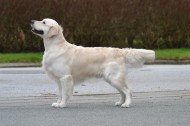 Enzo - John Downie de ria vela, Golden Retriever, hanhund, 289