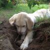 Golden retriever, høhrmanns charmed by miss nala