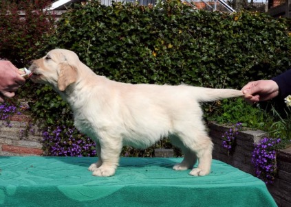 Maya - Storytale KaBerry KABOOM!, Golden Retriever