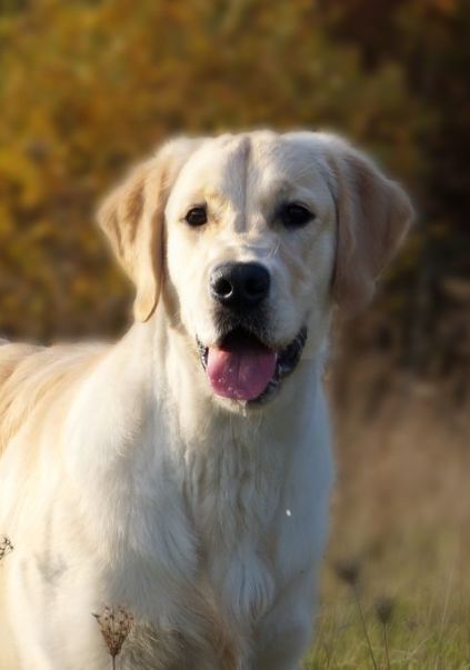 Sally - Storytale Apple of My Eye, Golden Retriever 