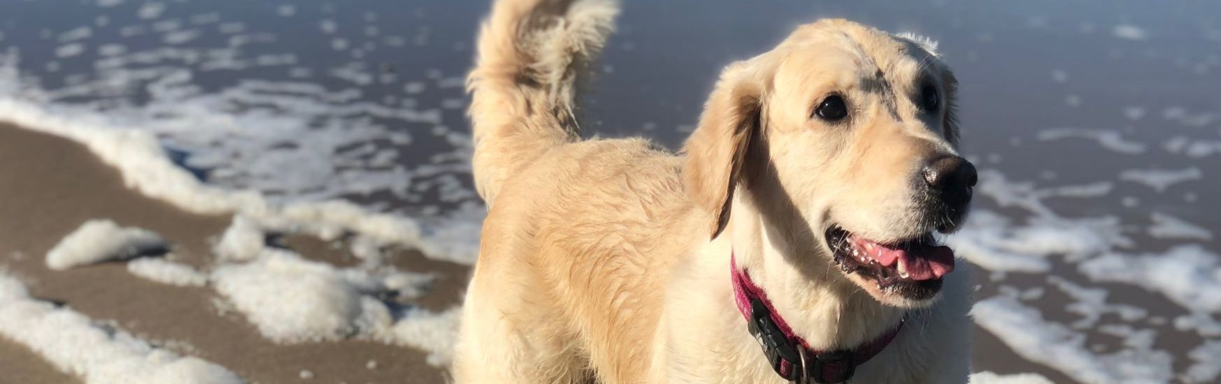 Golden Retriever hvalp - Sally Storytale Apple of my eye