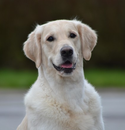 Sally - Storytale Apple of My Eye, Golden Retriever 