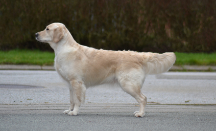 Sally - Storytale Apple of My Eye, Golden Retriever 