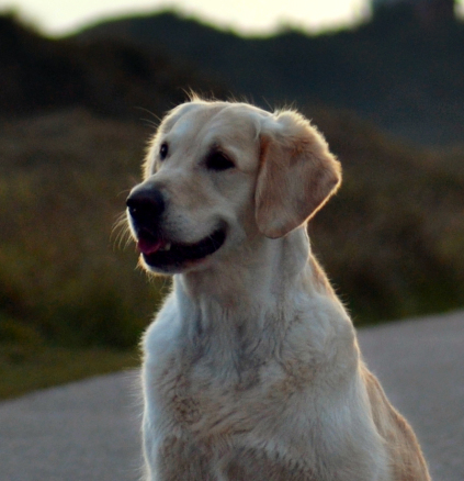 Sally - Storytale Apple of My Eye, Golden Retriever