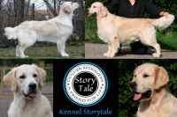 Kennel Storytale, Boss In Motion de Ria Vela, Höhrmann's Charmed by miss Nala, Storytale Safe and Sound