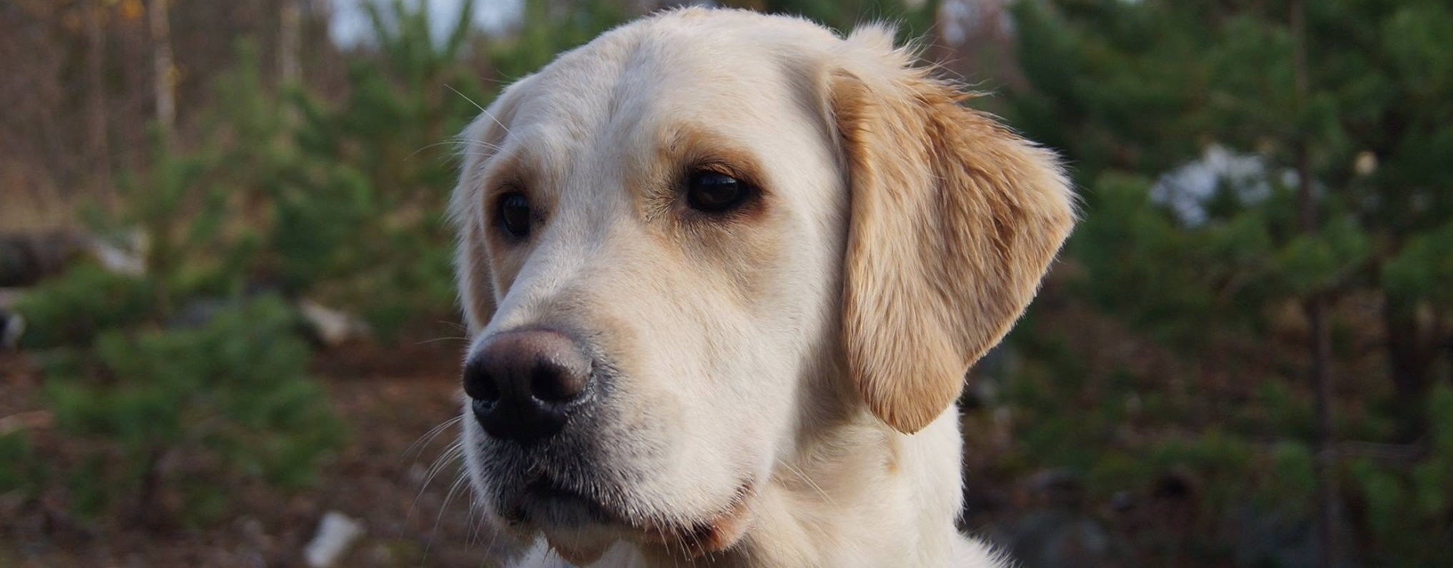 Golden Retriever hvalp