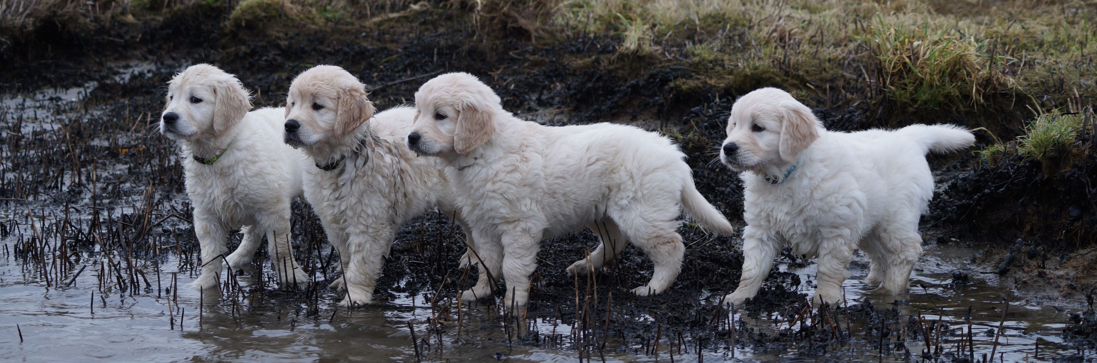 Kennel Storytale Golden Retriever, Golden retriever Hvalpe til salg, Sjælland, Roskilde