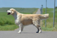 Balou - Storytale Safe And Sound, Golden Retriever, hanhund, hanhund til parring, golden retriever hanhund 