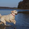 Golden retriever, dewmist kimberley