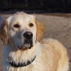 Golden retriever, høhrmanns charmed by miss nala