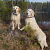 golden retriever, kennel storytale, høhrmanns charmed by miss nala, dewmist kimberley