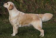 Golden retriever hvalpe, 290