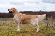 Huxie - goldzone stop and stare if you dare, Golden Retriever, hanhund, 289, Golden Retriever, hanhund, hanhund til parring, golden retriever hanhund 