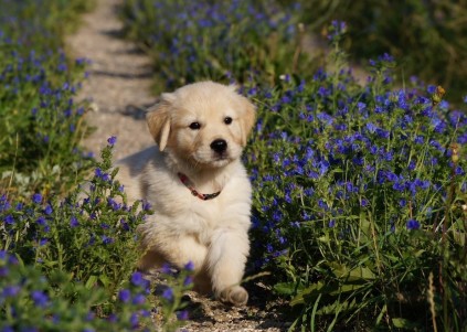 Golden Retriever hvalpe, kennel_200