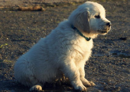 Golden Retriever hvalpe, kennel_200