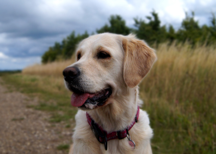 Golden Retriever hvalpe_200