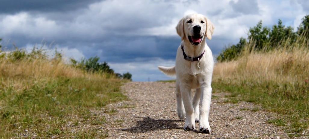 Kennel ǀ Golden Retriever hvalpe til ǀ DKK Opdræt af Golden Retriever ǀ Roskilde, Sjælland