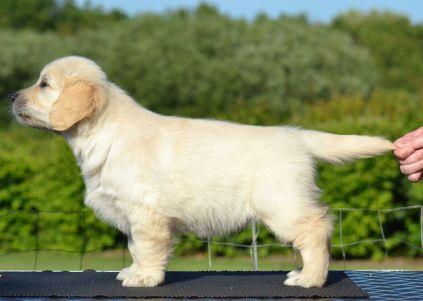 Golden Retriever hvalpe, kennel